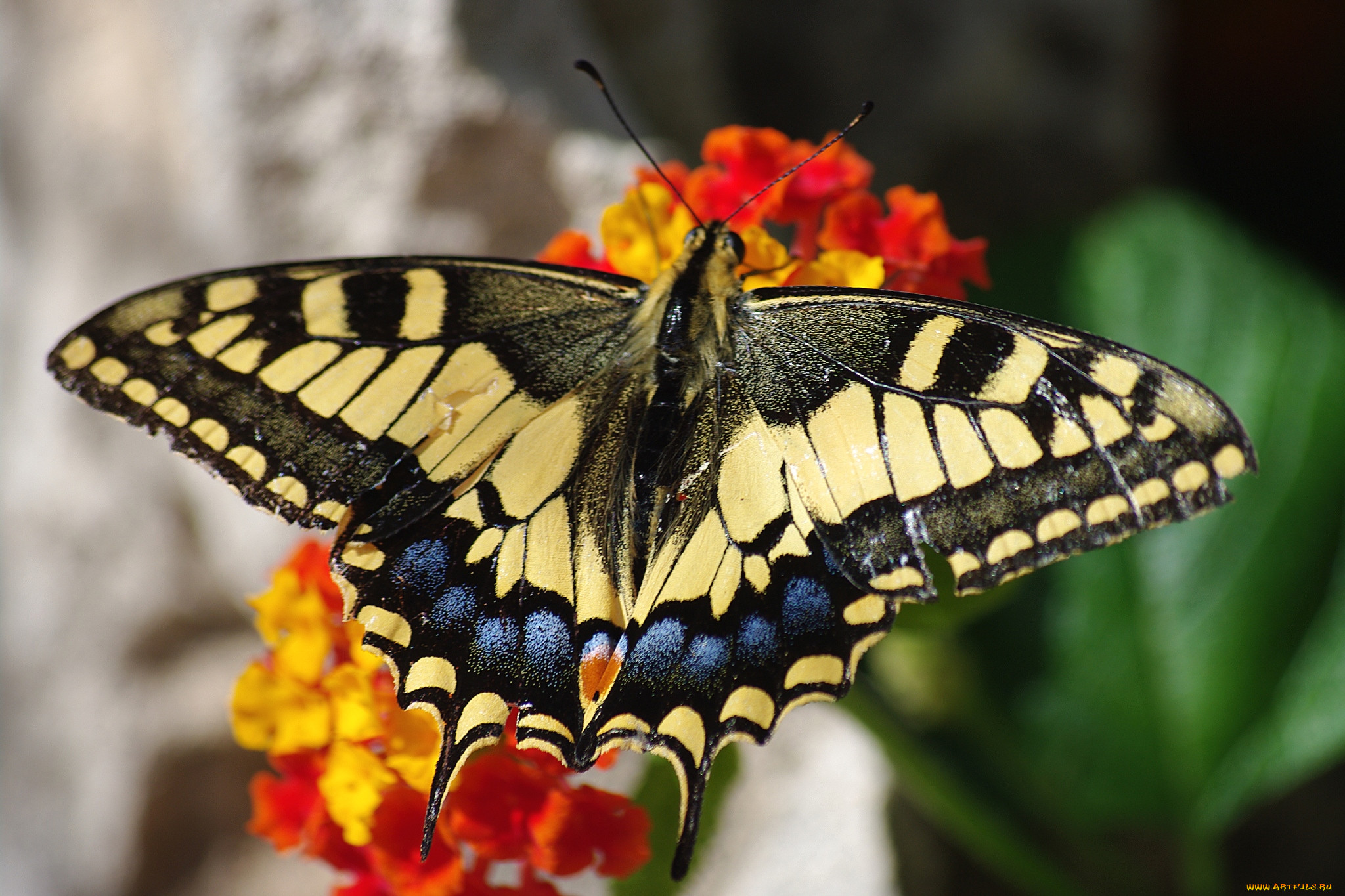 Пять пестрых. Крапчатый Арлекин. Бабочка Арлекин. Малайский красный Арлекин бабочка. Пестрая бабочка.